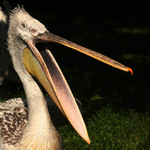 mámu, tátu a ....Tebe taky snim....