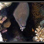 Nech sa paci dalej prosim