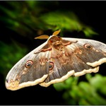 teplo, že se ani lítat nechce