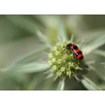 = Pestrokrovečník včelový =