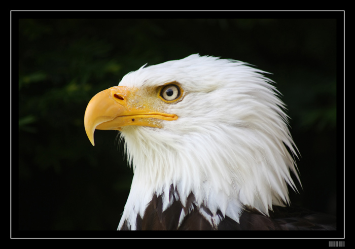 ---EAGLE---