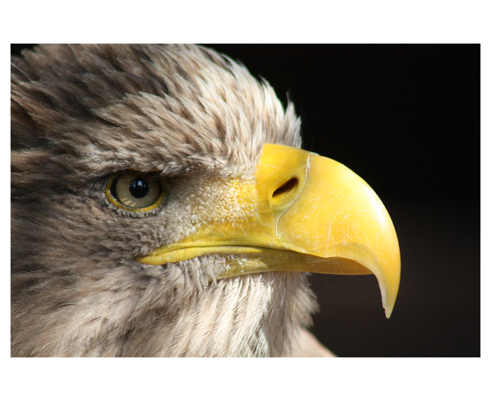 ---EAGLE 2---