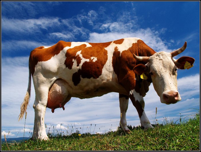 Milka nejsem,proč mě fotíš?