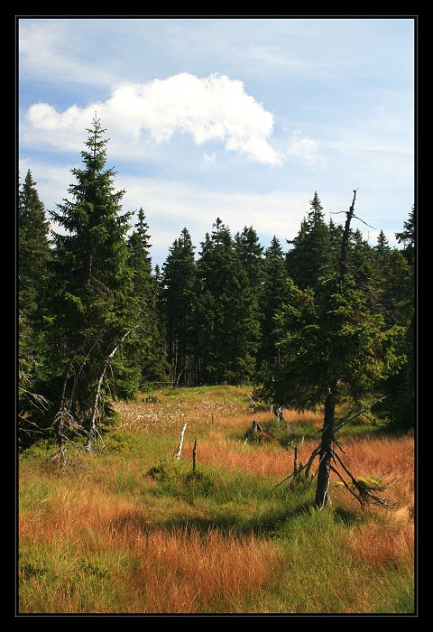 Černohorské rašeliniště - Krkonoše II.