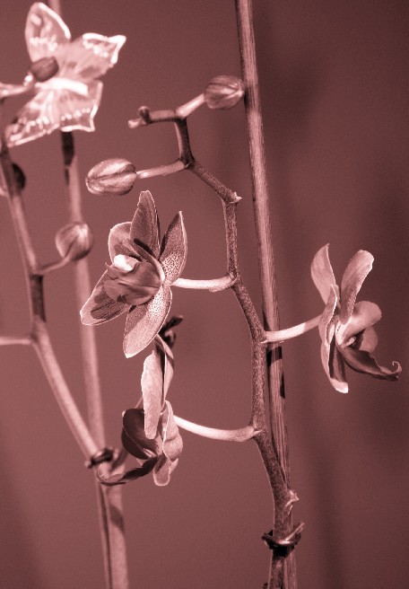 Orchidea