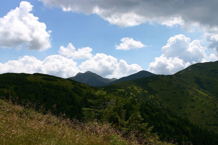 Roháče