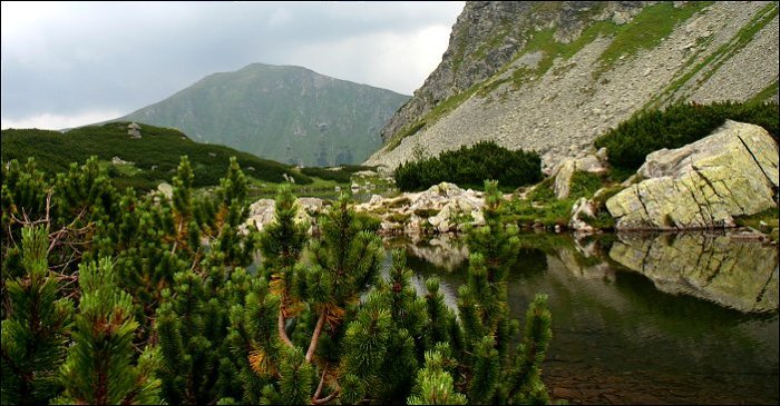 Roháče