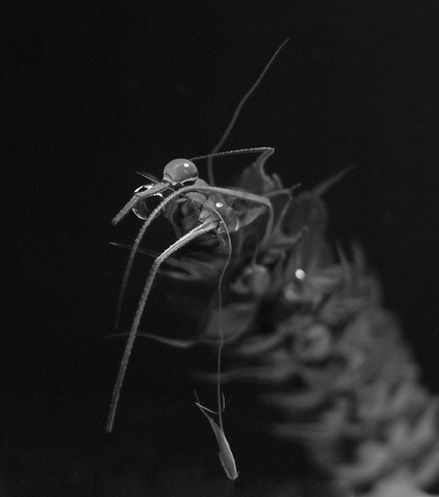 ...áá dnes bude k snídani rybičkáá..