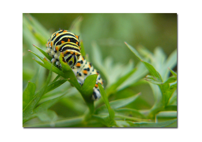 ..Nerušit! svačím..