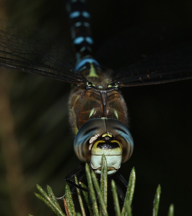 sakra, to to píchá