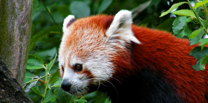 panda červená