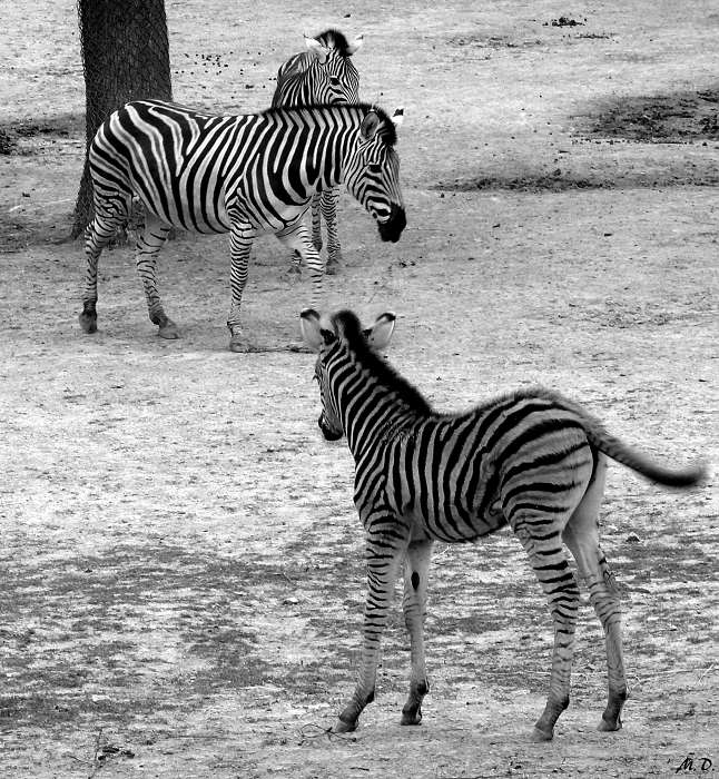 Všude samé pruhy***