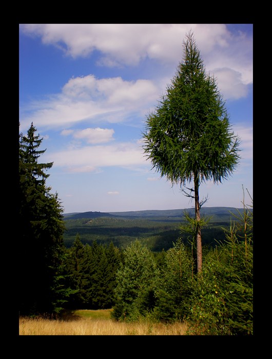 Trhoň