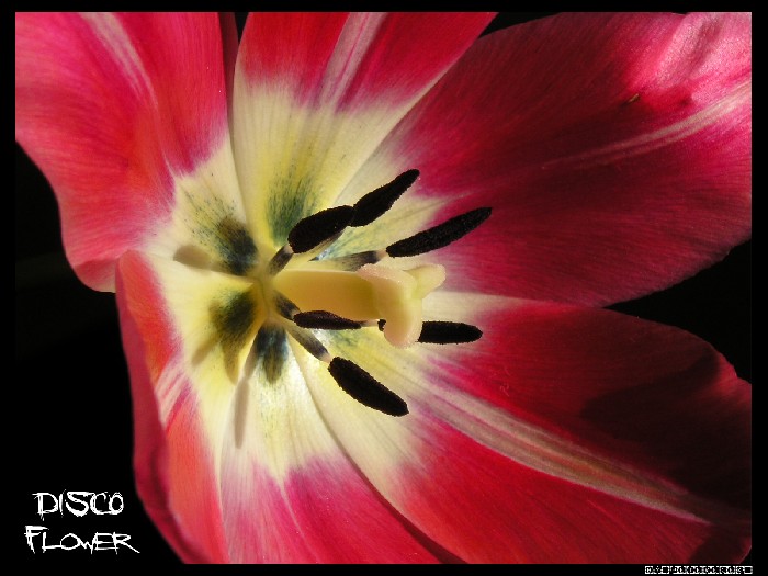 Disco Flower