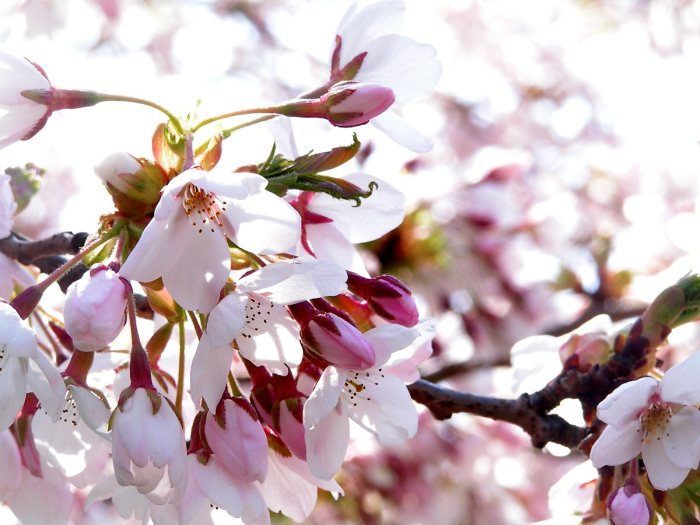 Cherry Blossom