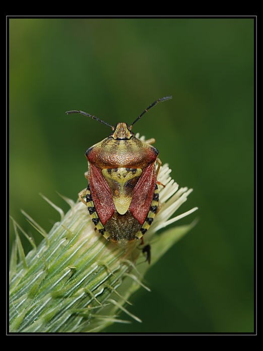 Rytíř.