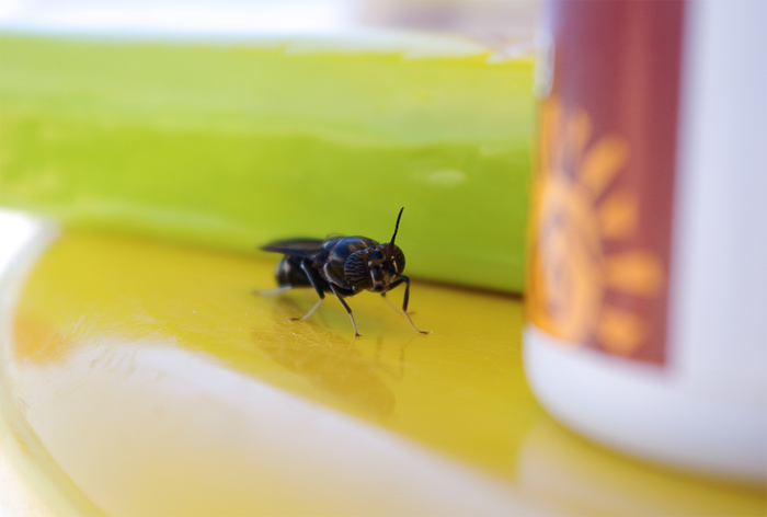 BZZ