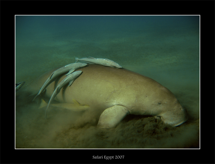 dugong