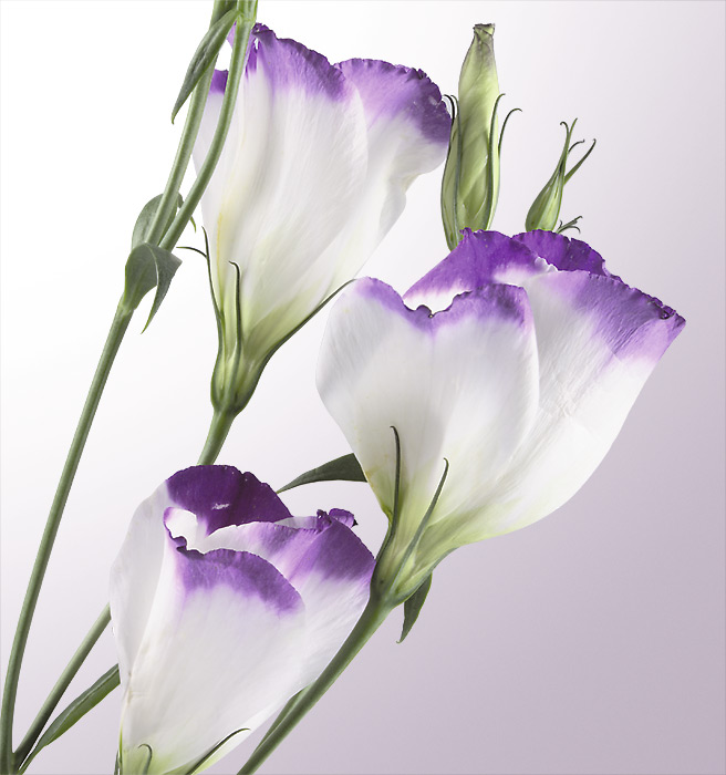 Eustoma