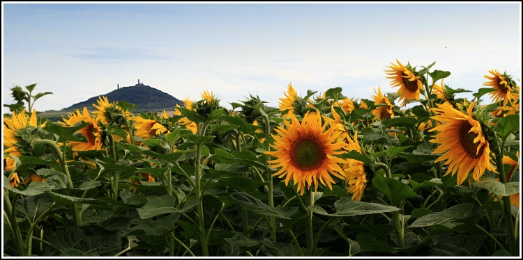 V záplavě slunečnic