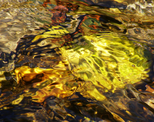 Krab, sépie a platýz