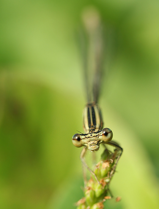 Soustředěný pohled
