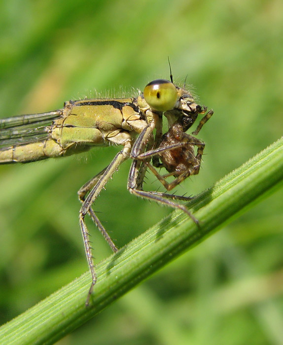 Šidélko vs. pavouček