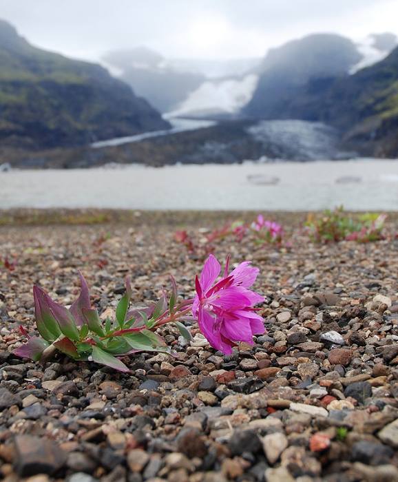 u ledovce Morsarjokull
