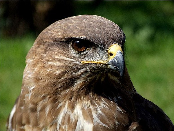 :: BirD ::