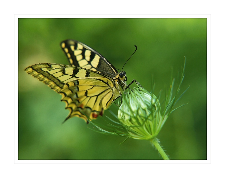 Vidlochvost feniklový ( Papilio machaon L.) IV