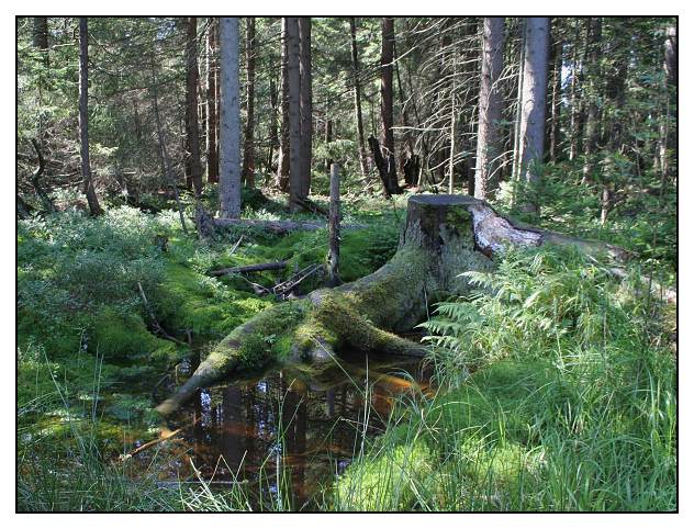 pařez a mechové jezírko na Rejvízu