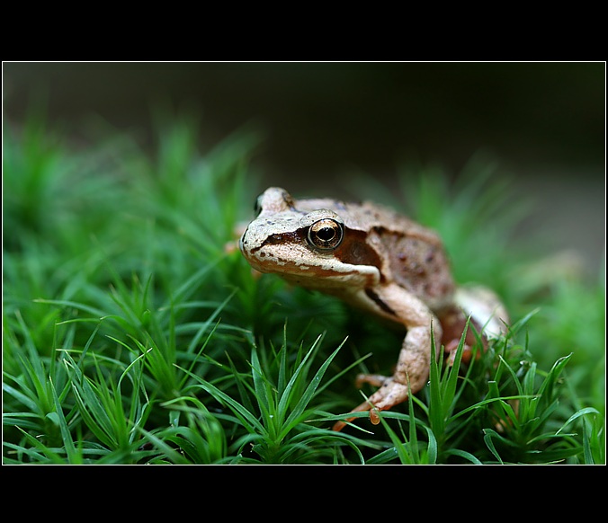 žabka z lesa