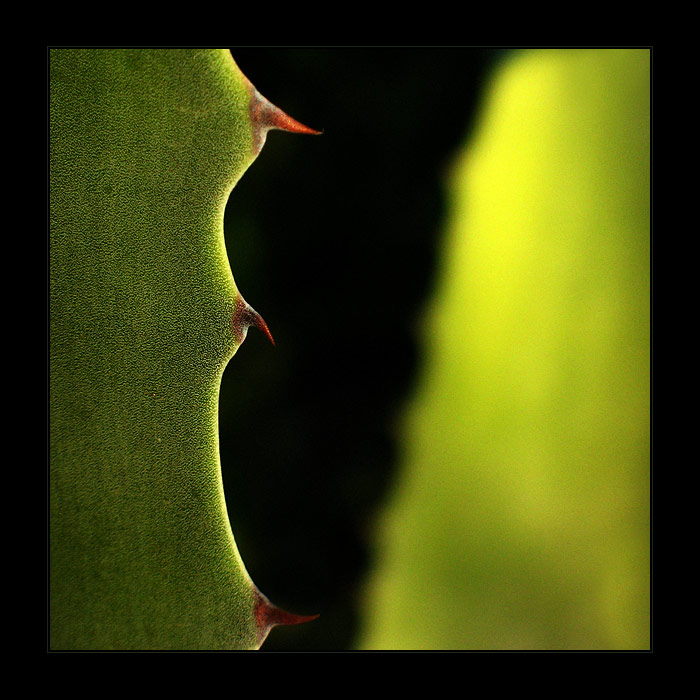 Aloe