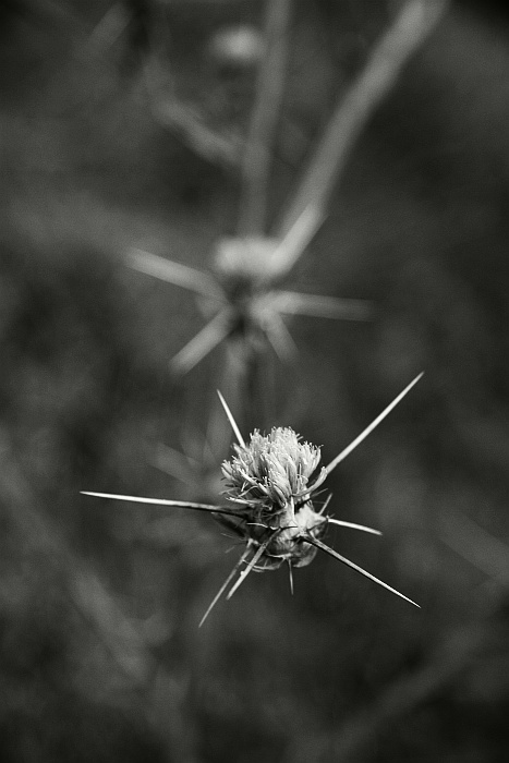 Pre Šípovú Ruženku