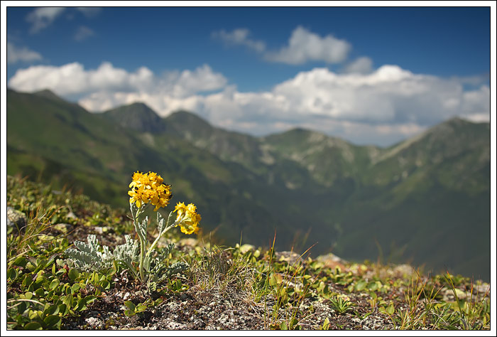 Květina v Roháčích