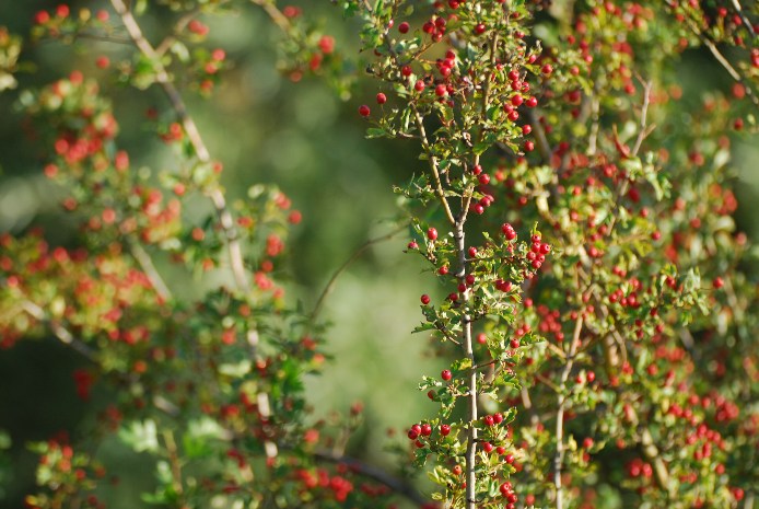 barvy pozdního léta