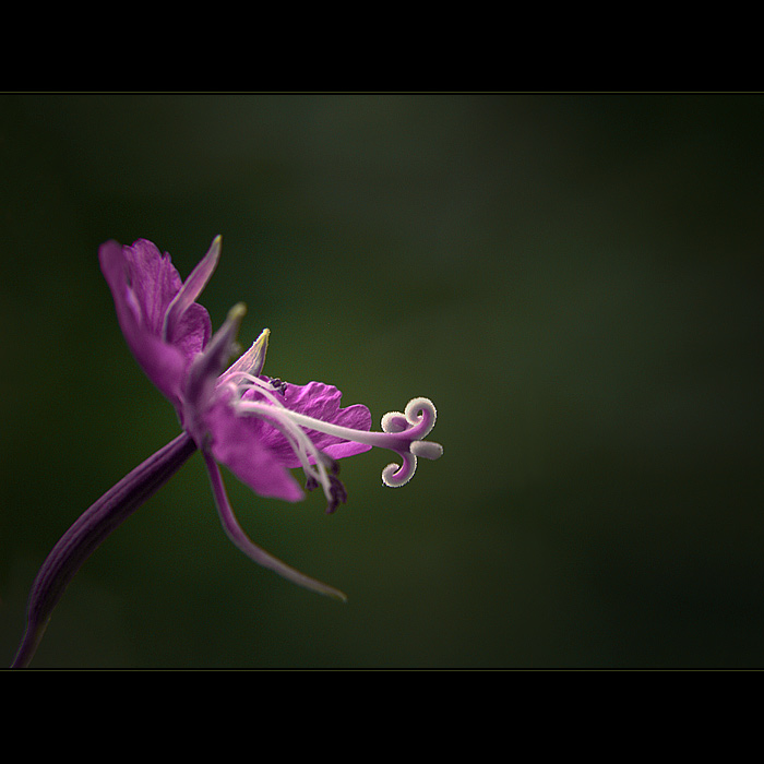 ***MLSNÝ JAZÝČEK***