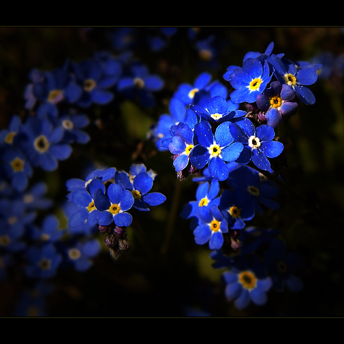 ***NEBESKÁ MODŘ***