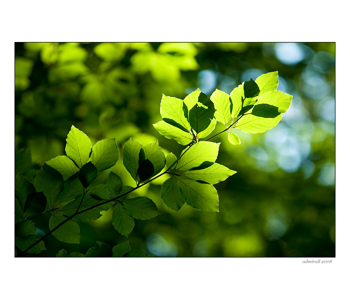 V korunách stromov I.