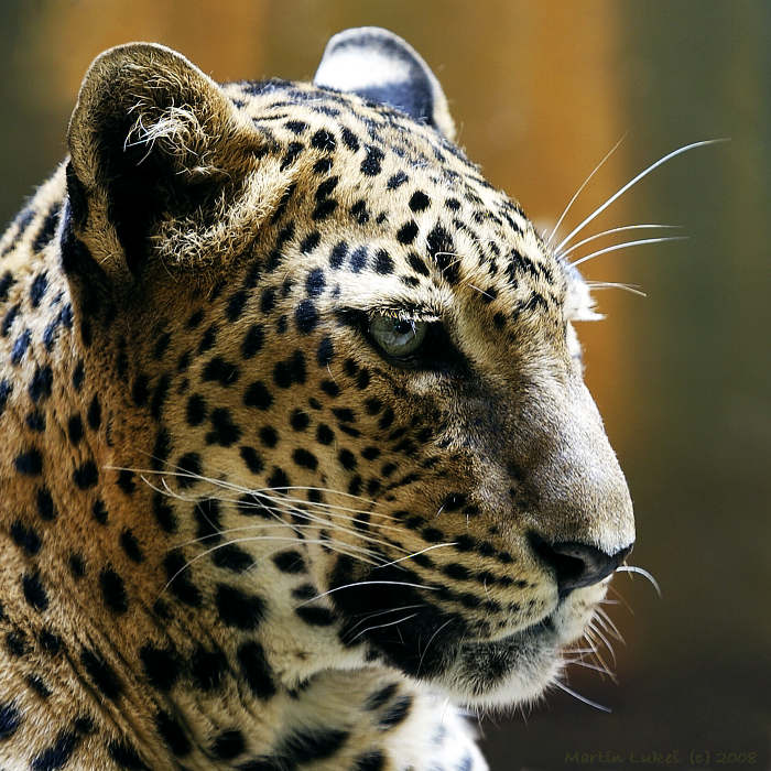 wild cat