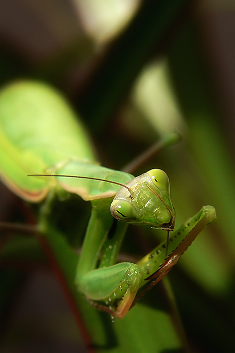 Nefoť ma keď sa češem
