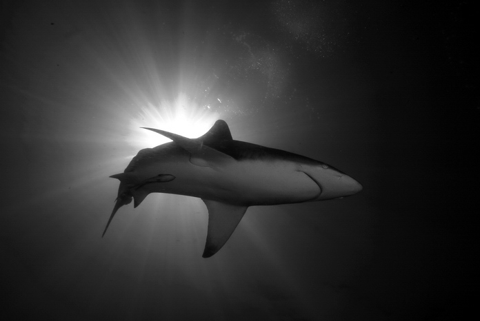 Shark