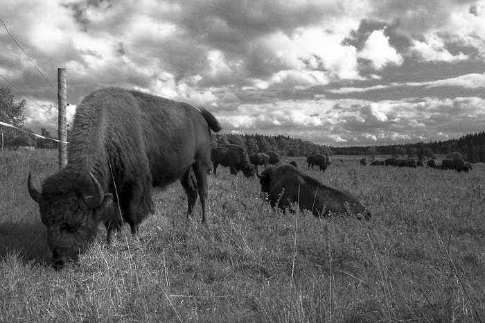 Buffalo Bill ich vsetky nedostal