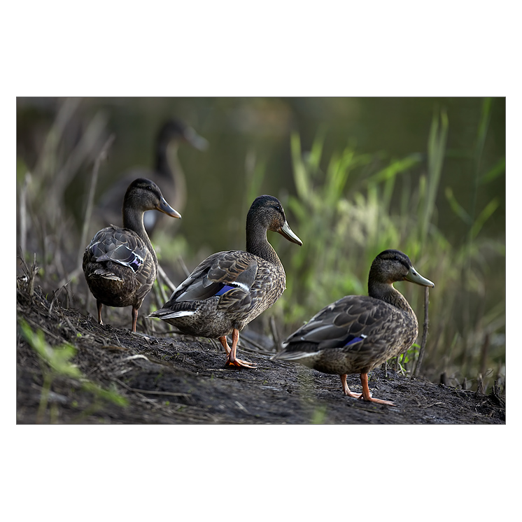 Kachny...kachny...kachny