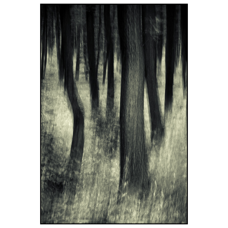 Magic Forest