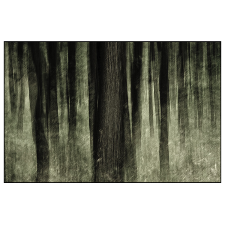Magic Forest