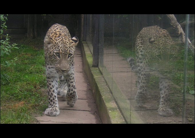 Leopard a odraz