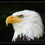 ---EAGLE---