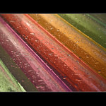 Rubber Rainbow