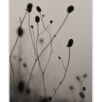 na louce za soumraku